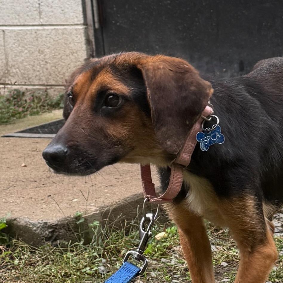 Enlarge Dawn, a Adoptable mixed breed in Troy, VA image 5/6