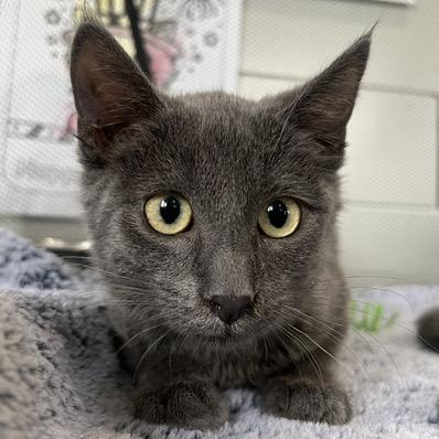 Blair, Adoptable, Young Female Domestic Short Hair.