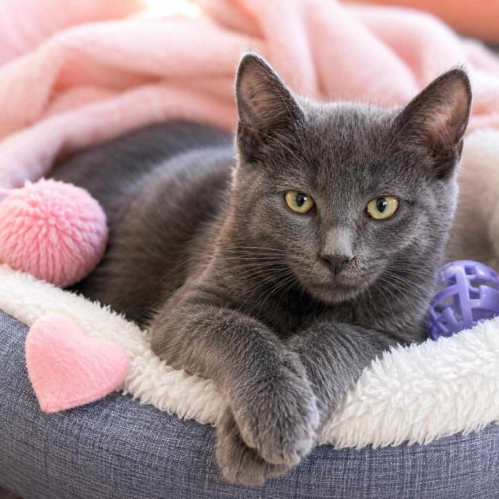 Blair, a Adoptable Domestic Short Hair in Chaska, MN image 2/6