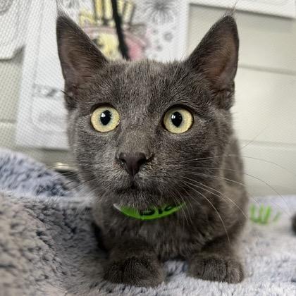 Blair, a Adoptable Domestic Short Hair in Chaska, MN image 3/6