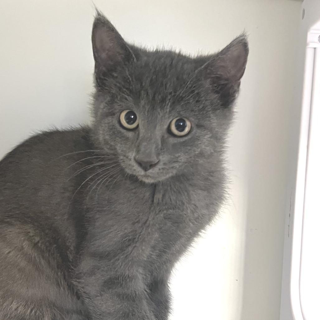 Blair, a Adoptable Domestic Short Hair in Chaska, MN image 4/6
