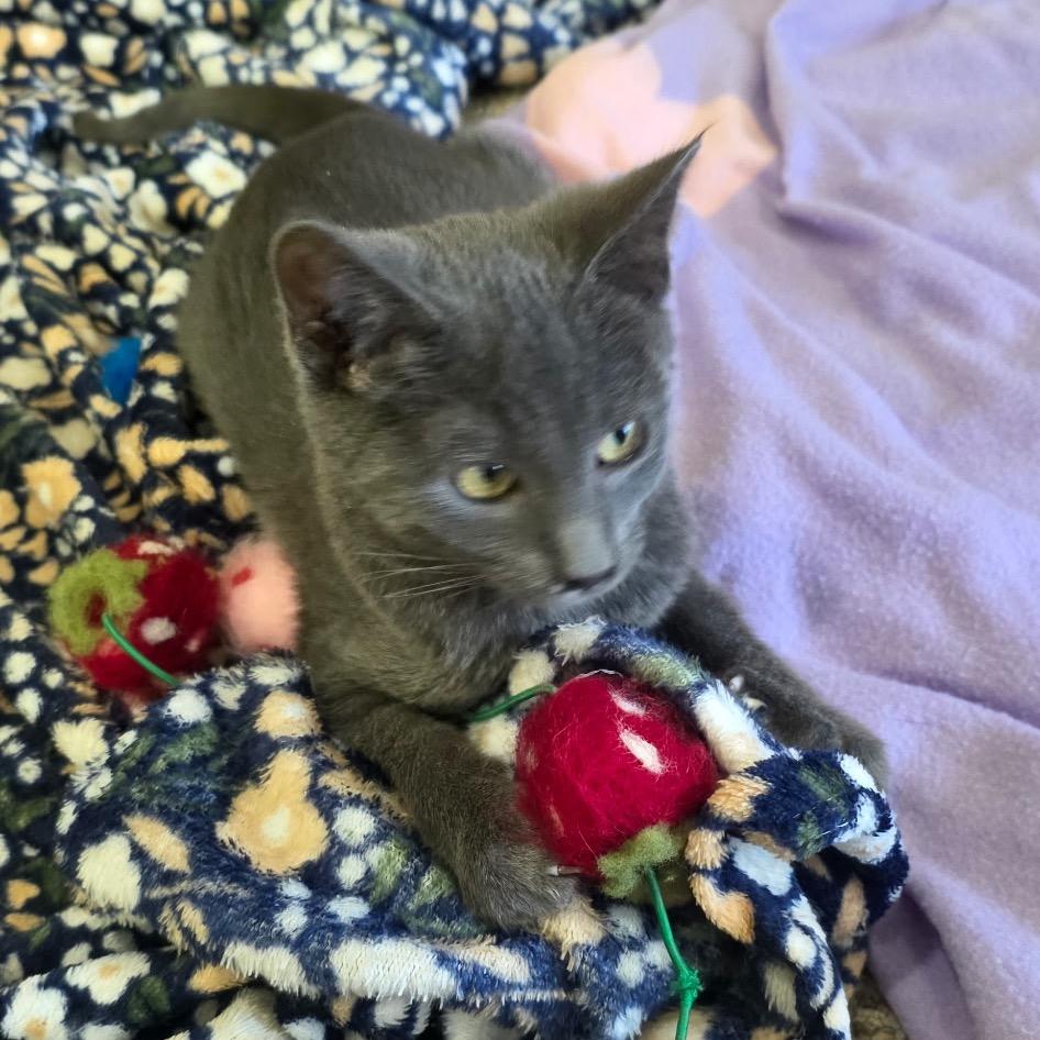 Blair, a Adoptable Domestic Short Hair in Chaska, MN image 5/6