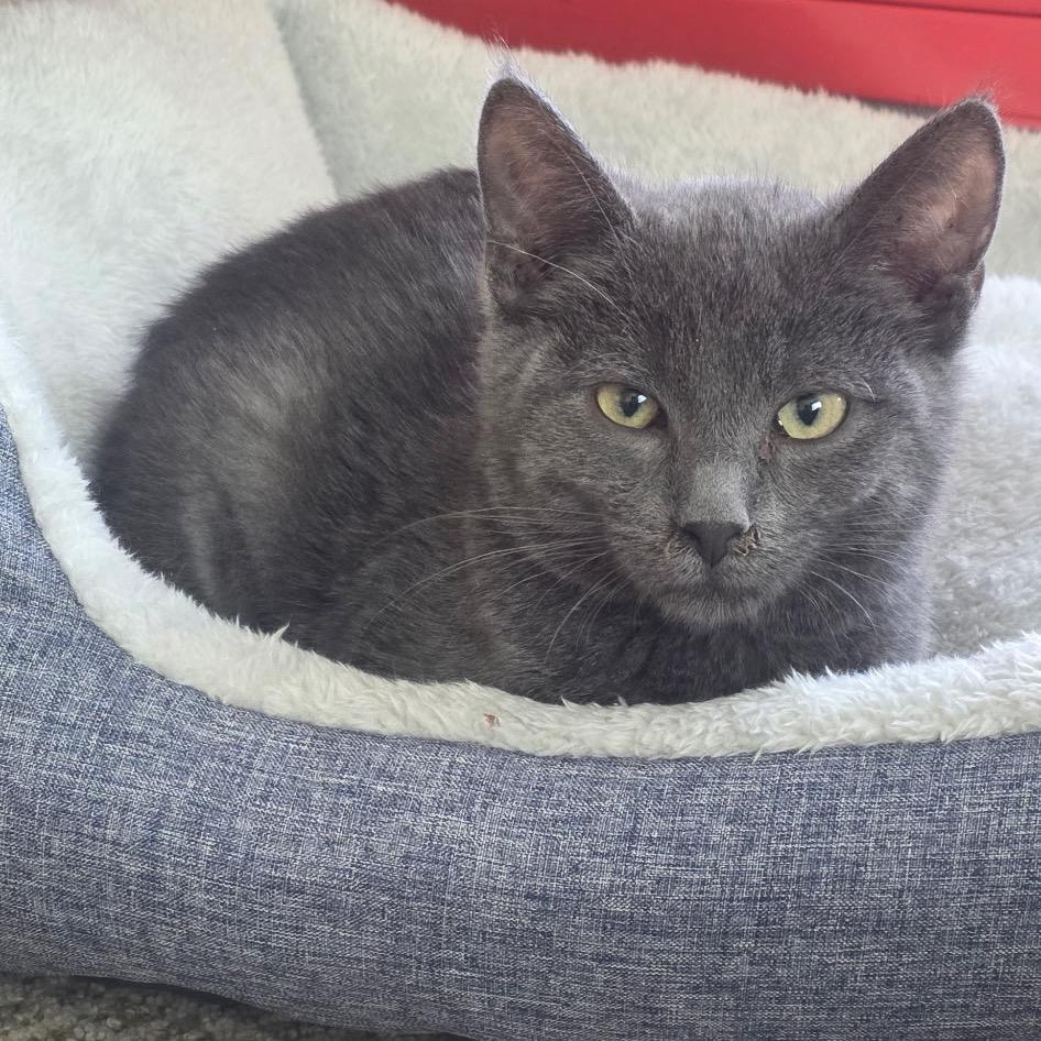Blair, a Adoptable Domestic Short Hair in Chaska, MN image 6/6