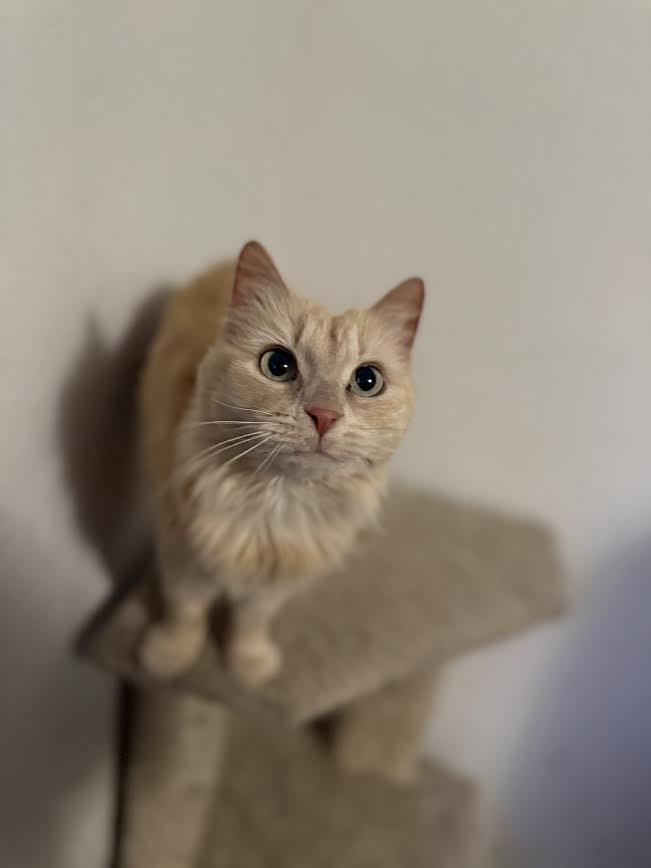Laura, ADOPTABLE, Senior Female American Shorthair.