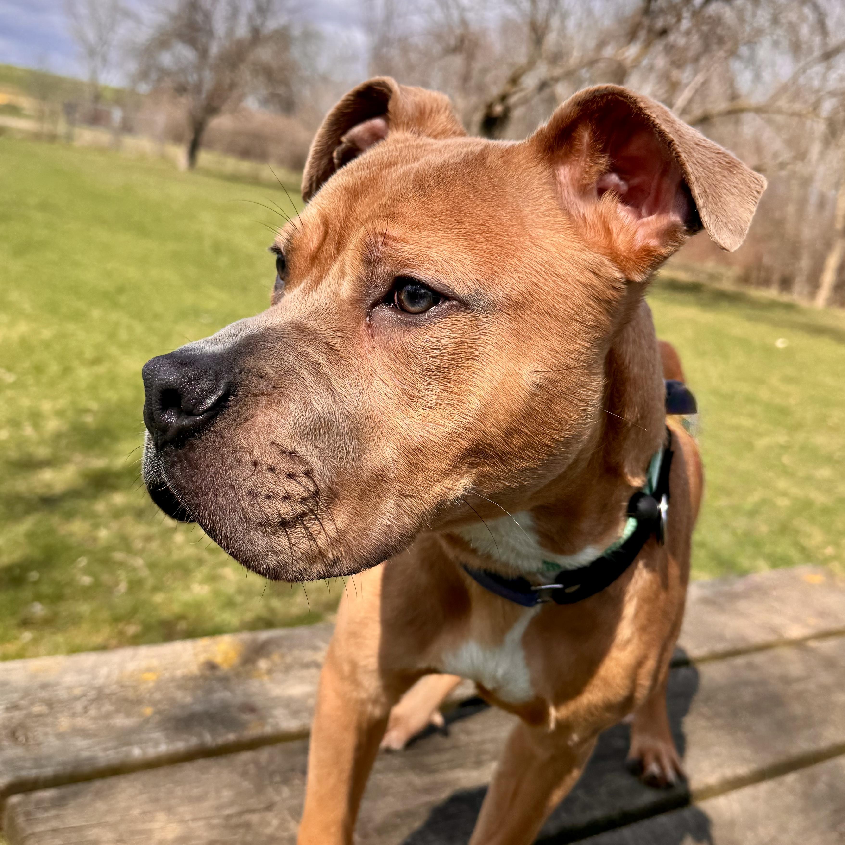 Nuggie, adopted, Young Male Mixed Breed.