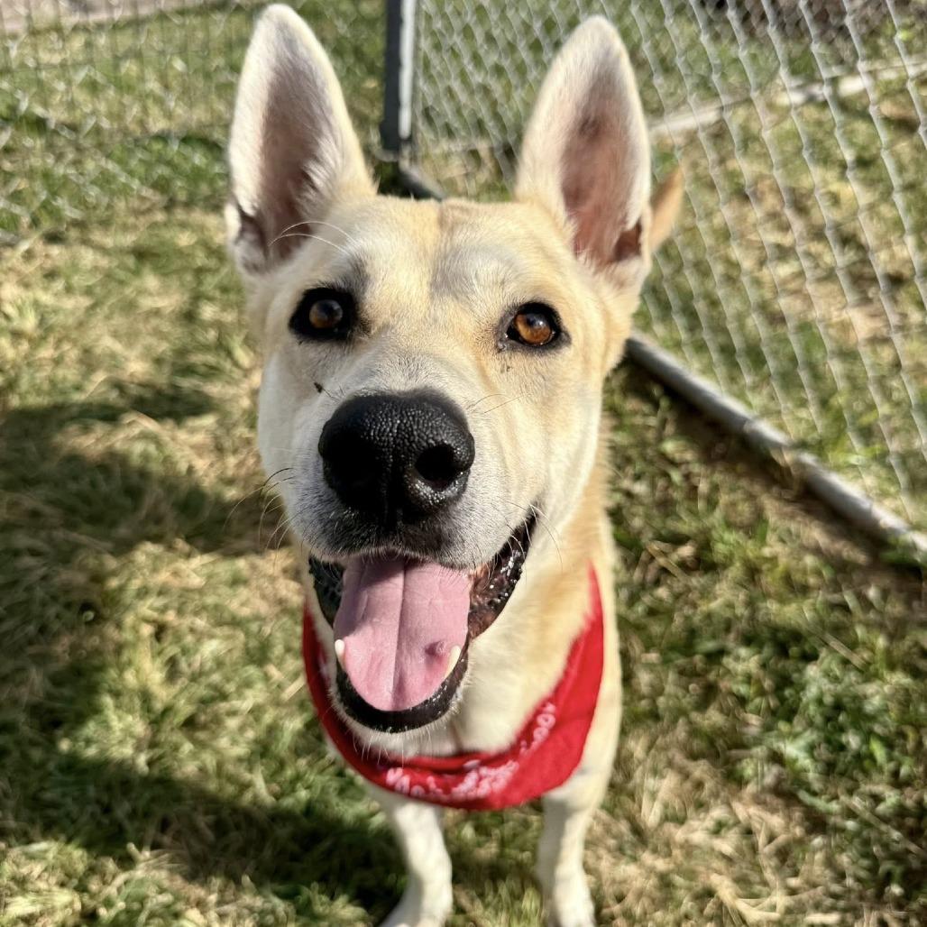 Johnny, Adoptable, Adult Male Shepherd.