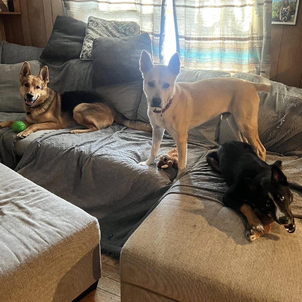 Enlarge Johnny, a Adoptable Shepherd in Pittsburgh, PA image 2/6