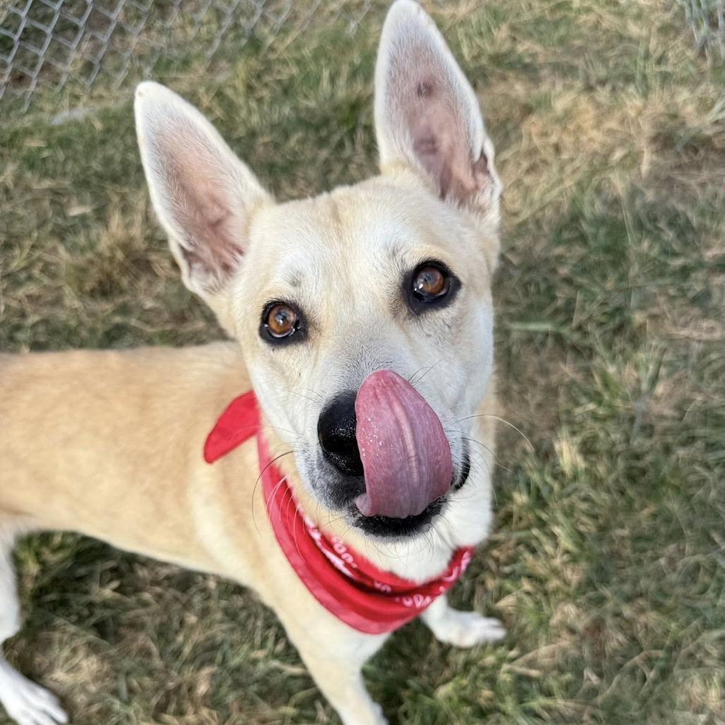 Johnny, a Adoptable Shepherd in Pittsburgh, PA image 2/6