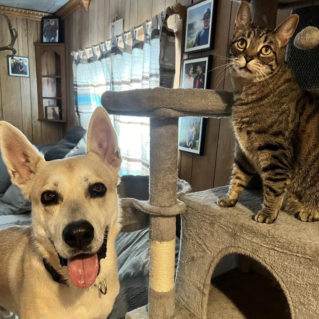 Enlarge Johnny, a Adoptable Shepherd in Pittsburgh, PA image 4/6