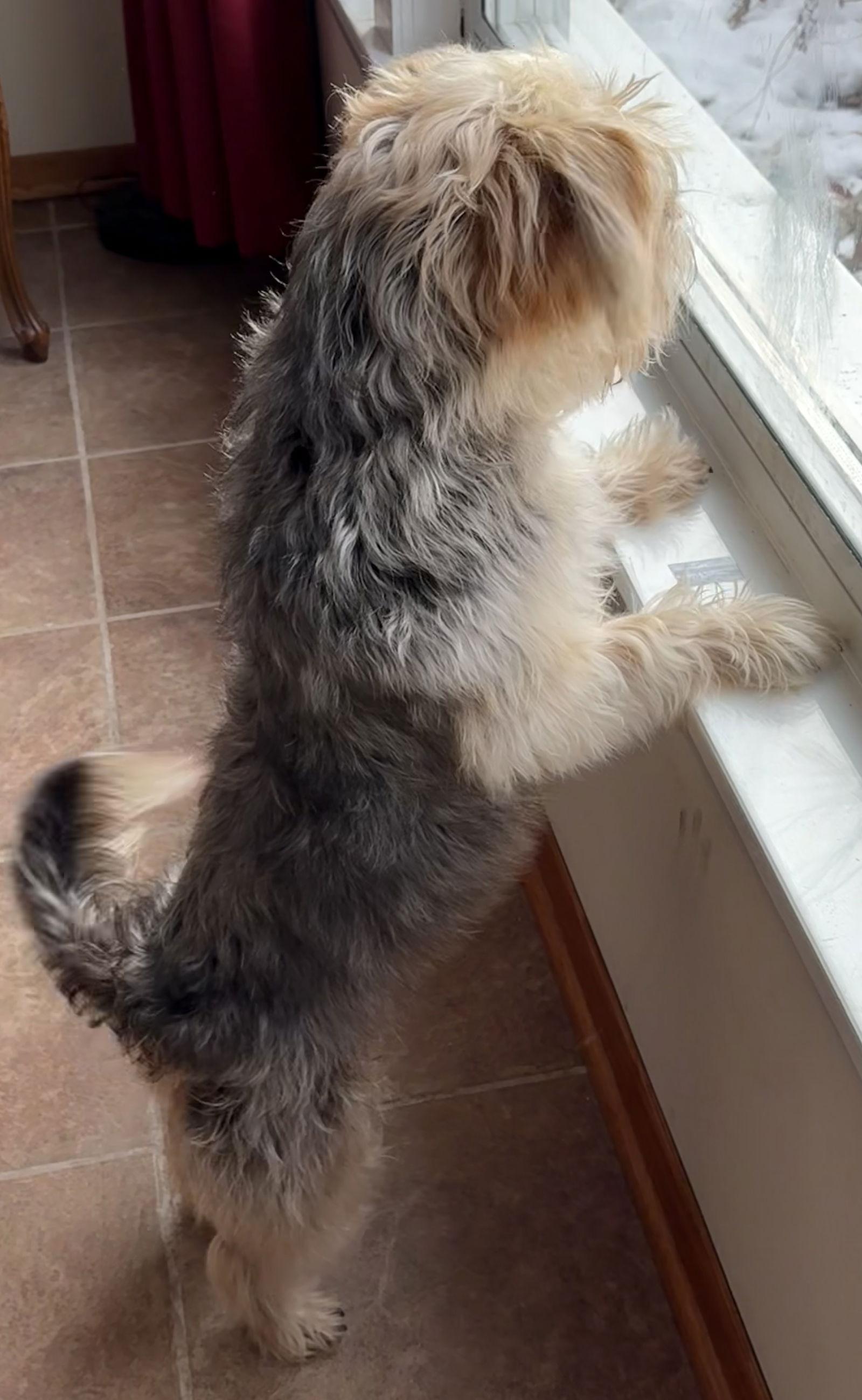 Charlie CA, a Adoptable Yorkshire Terrier in Hillside, IL image 1/3