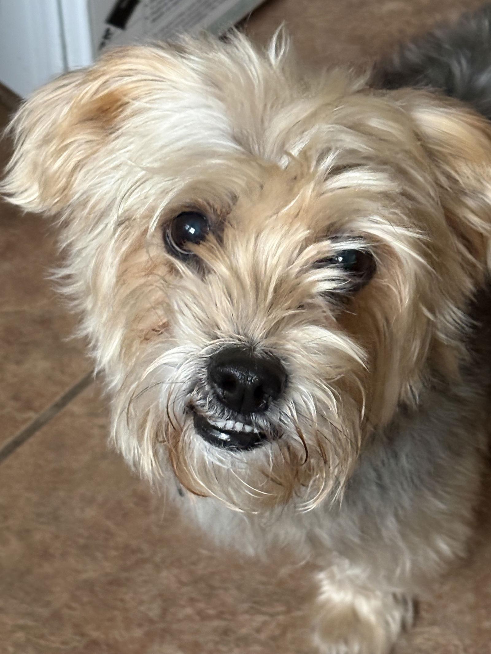 Charlie CA, a Adoptable Yorkshire Terrier in Hillside, IL image 2/3