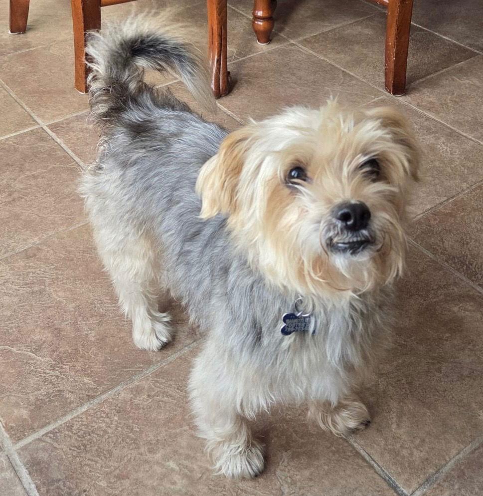 Charlie CA, a Adoptable Yorkshire Terrier in Hillside, IL image 3/3