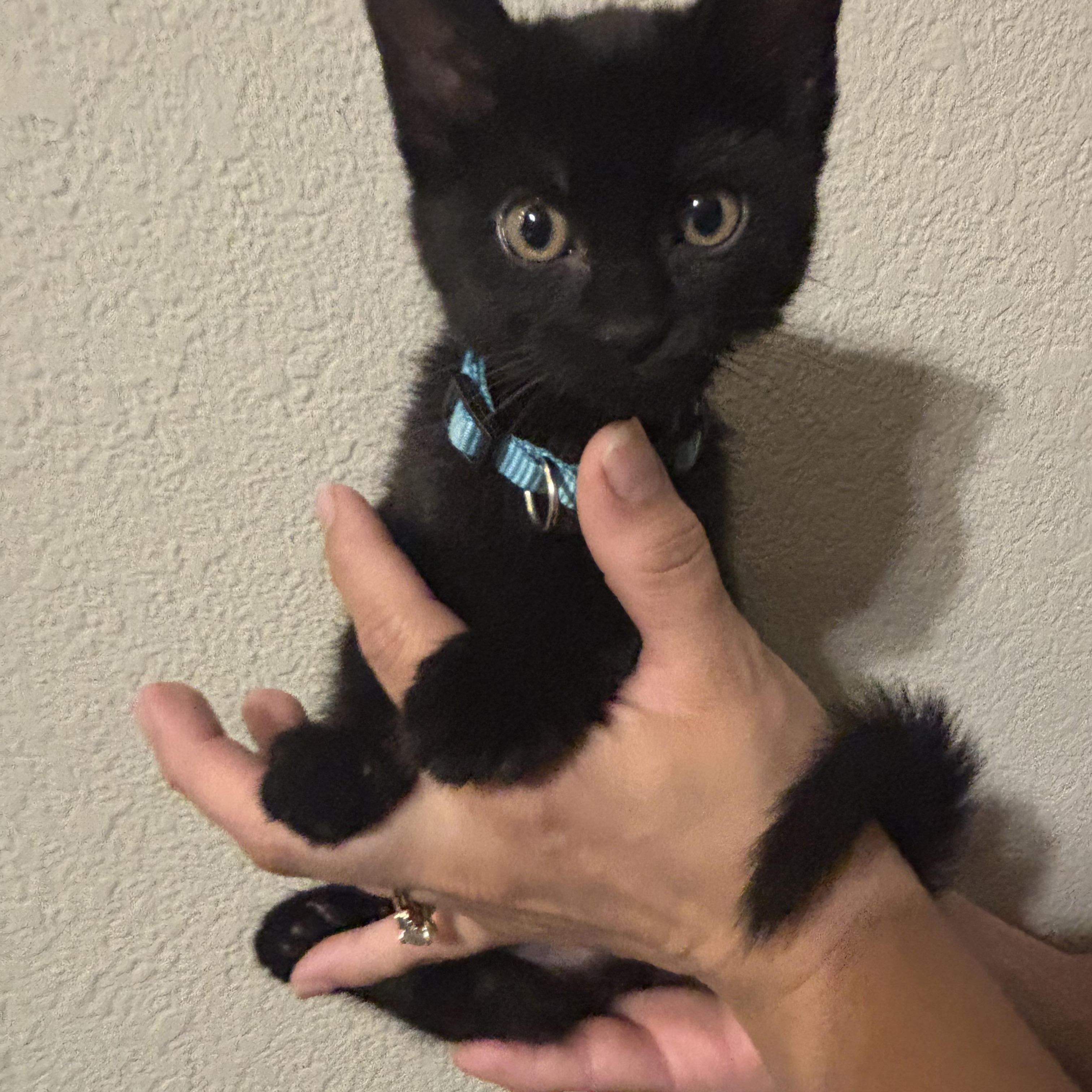 Private Pepper, a ADOPTABLE Domestic Medium Hair in Henderson, NV image 3/3