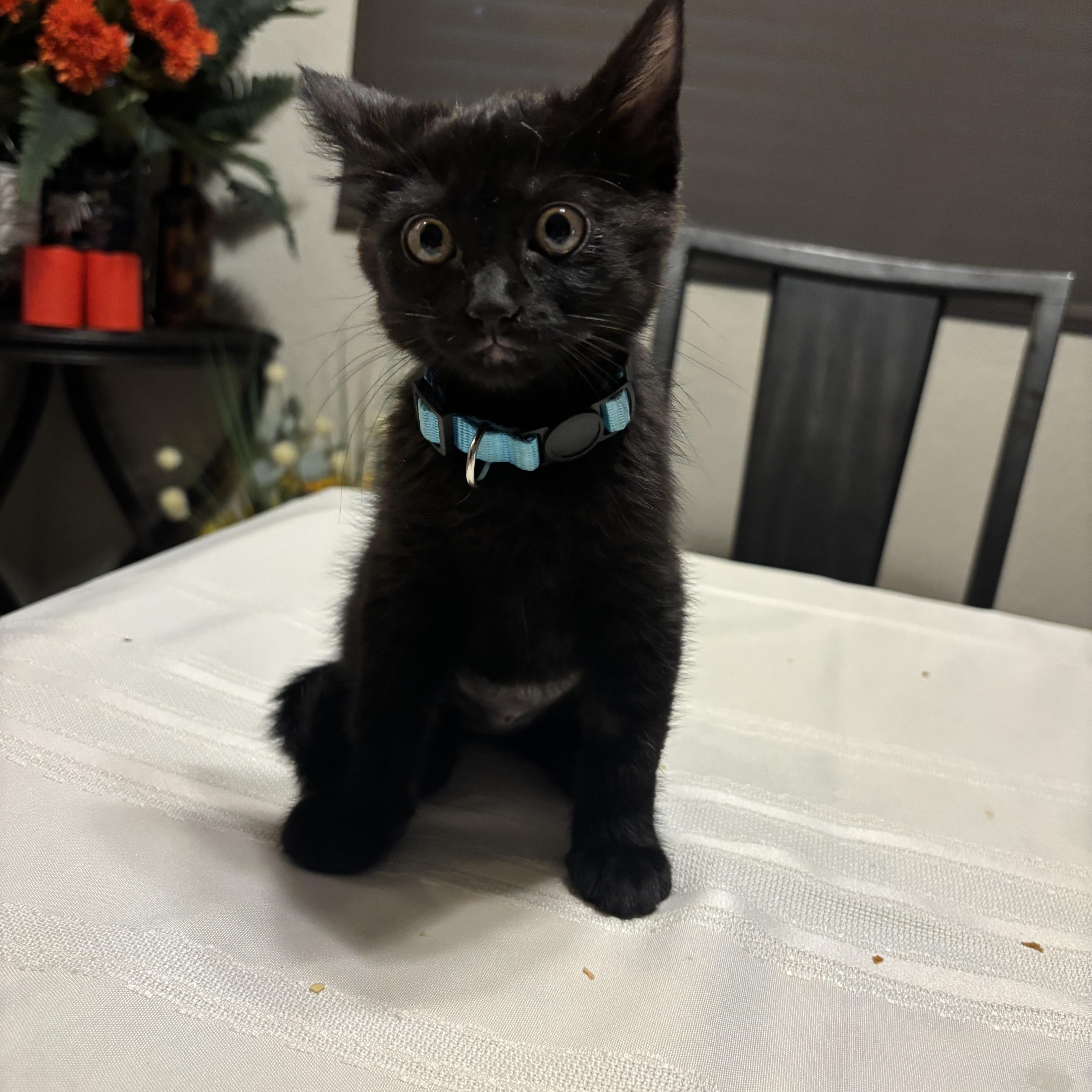 Private Pepper, a ADOPTABLE Domestic Medium Hair in Henderson, NV image 1/3