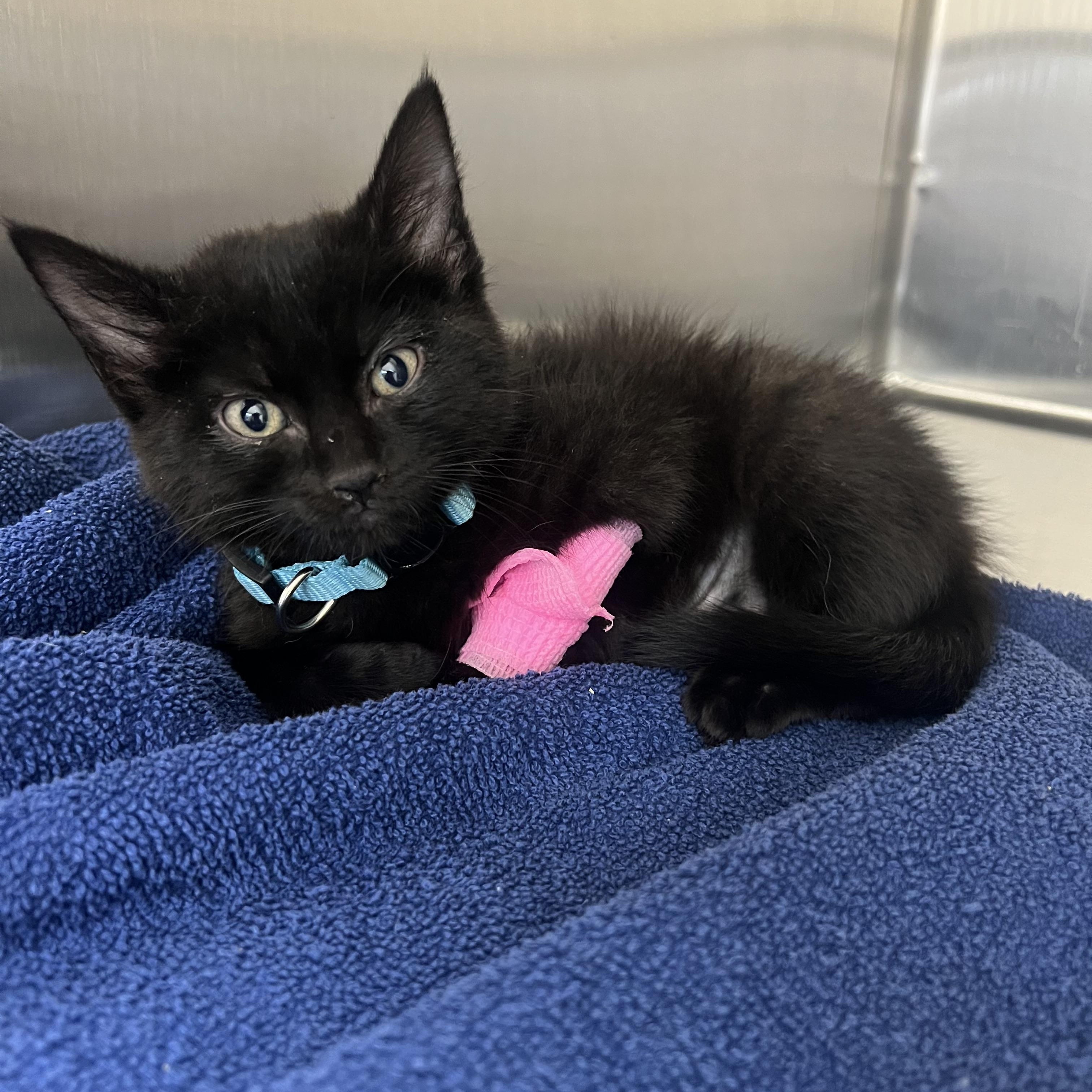 Private Pepper, a ADOPTABLE Domestic Medium Hair in Henderson, NV image 2/3