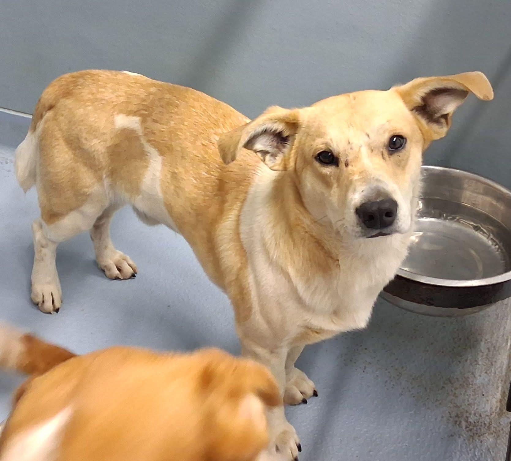 Badger, a ADOPTABLE mixed breed in Hillsdale, NY image 4/4