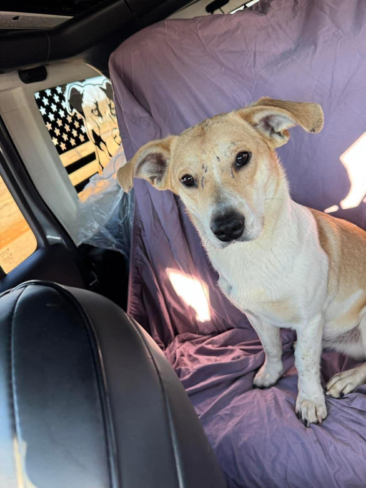 Badger, a ADOPTABLE mixed breed in Hillsdale, NY image 3/4