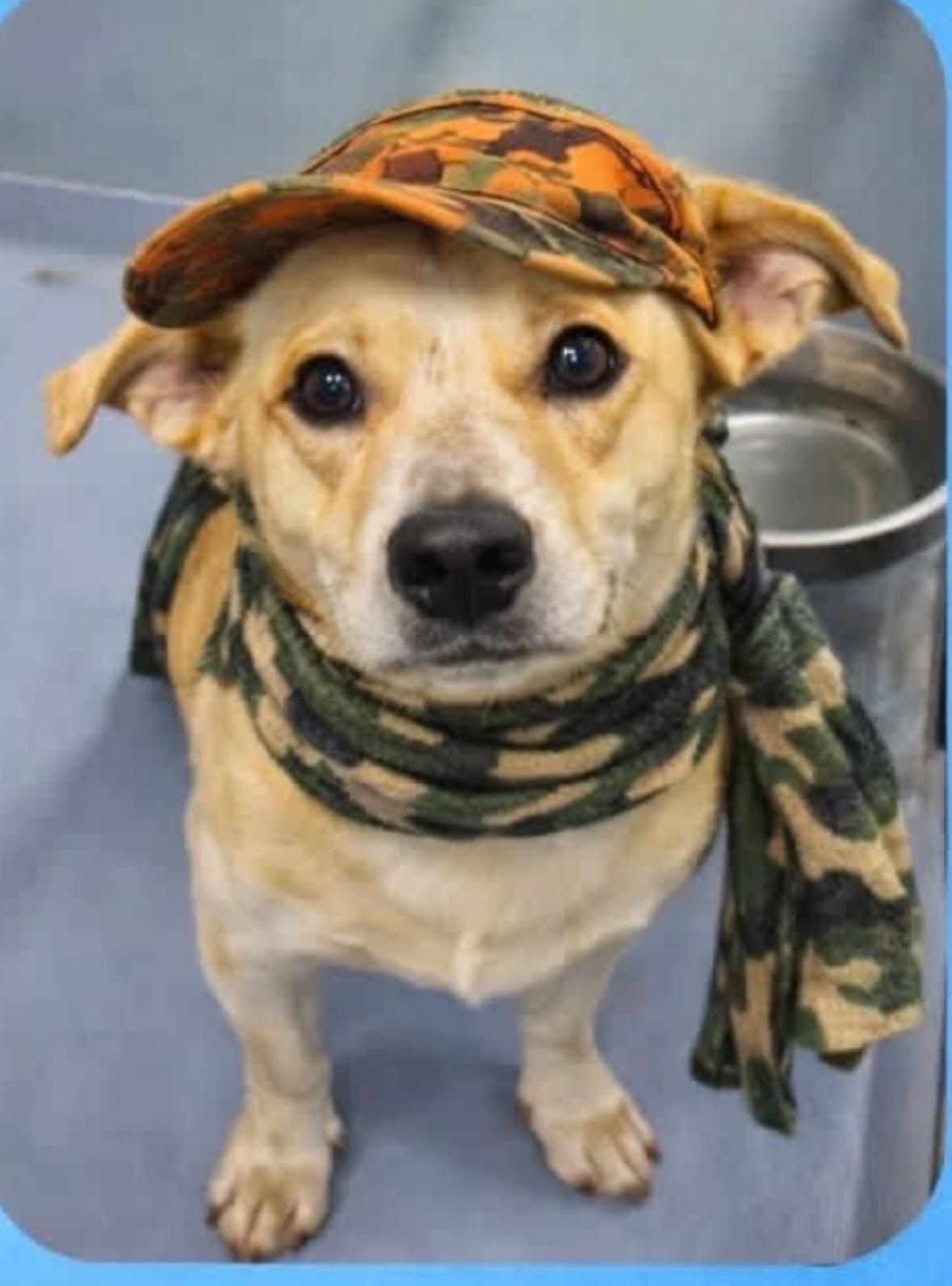 Badger, a ADOPTABLE mixed breed in Hillsdale, NY image 2/4