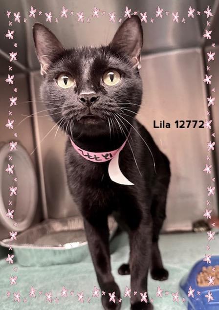 LILA