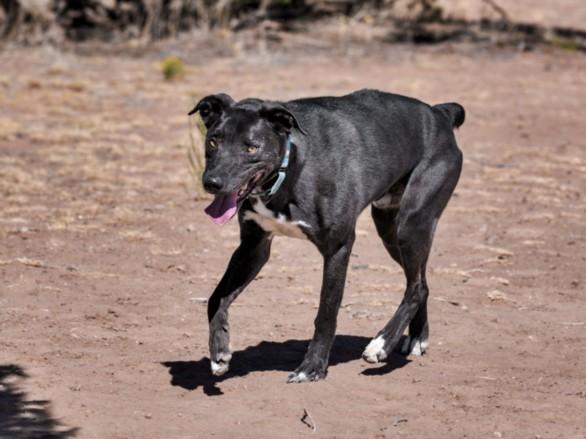 SHADOW, Adoptable, Adult Male Mixed Breed & Labrador Retriever.