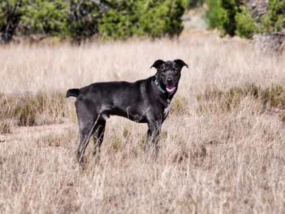 SHADOW, Adoptable, Adult Male Mixed Breed & Labrador Retriever.