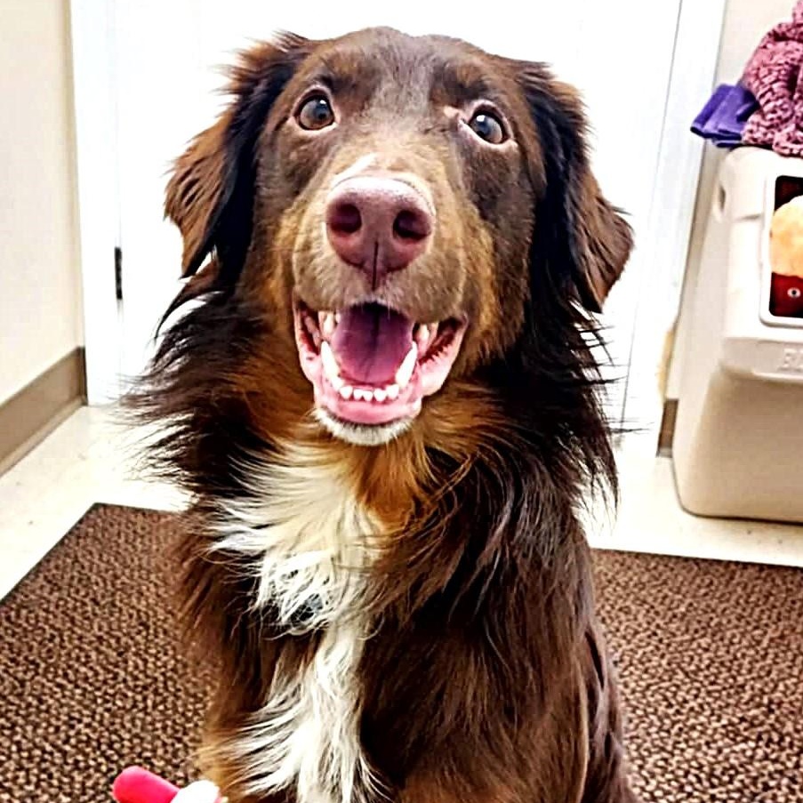Chester, Adoptable, Young Male Border Collie.