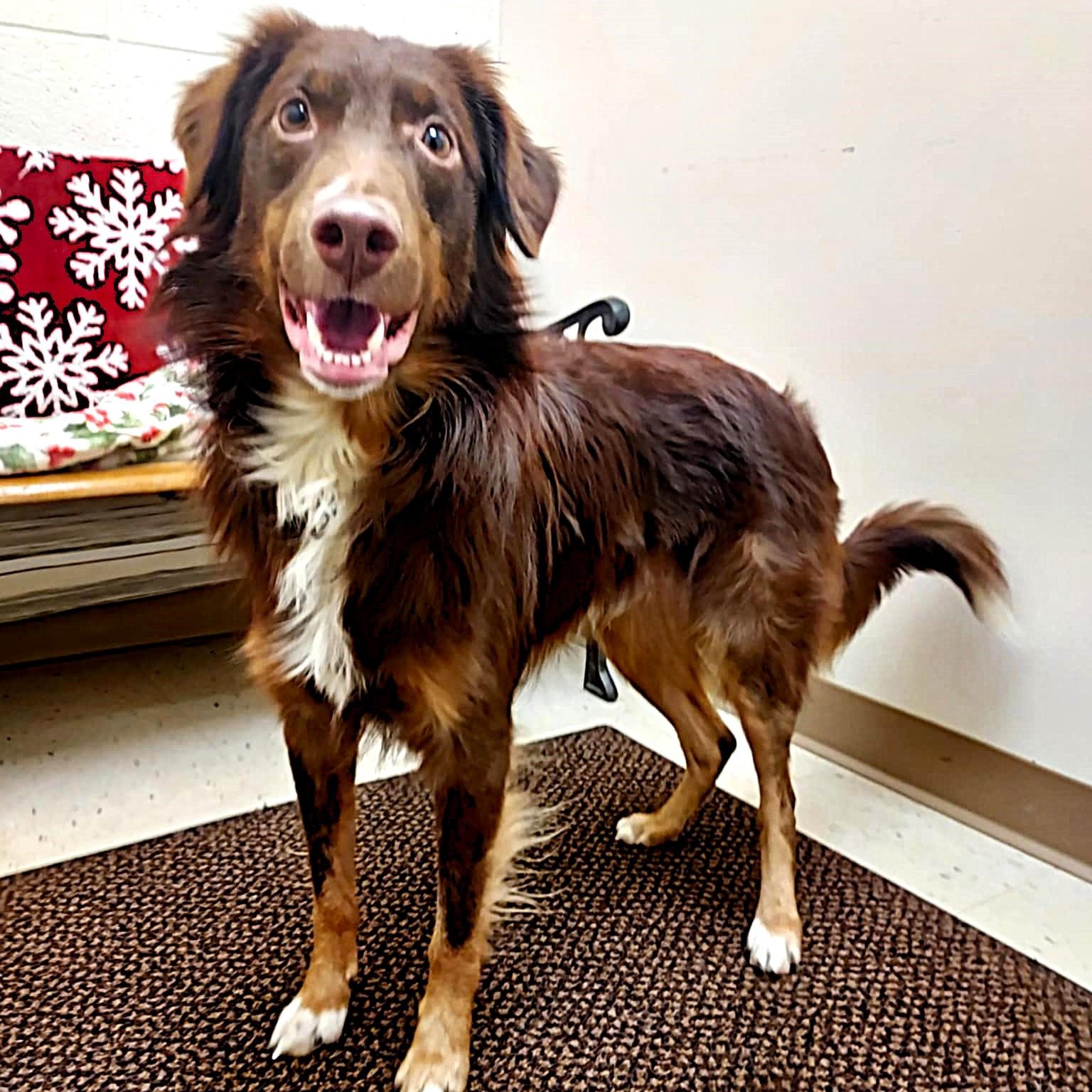 Enlarge Chester, a Adoptable mixed breed in Falls Creek, PA image 2/6