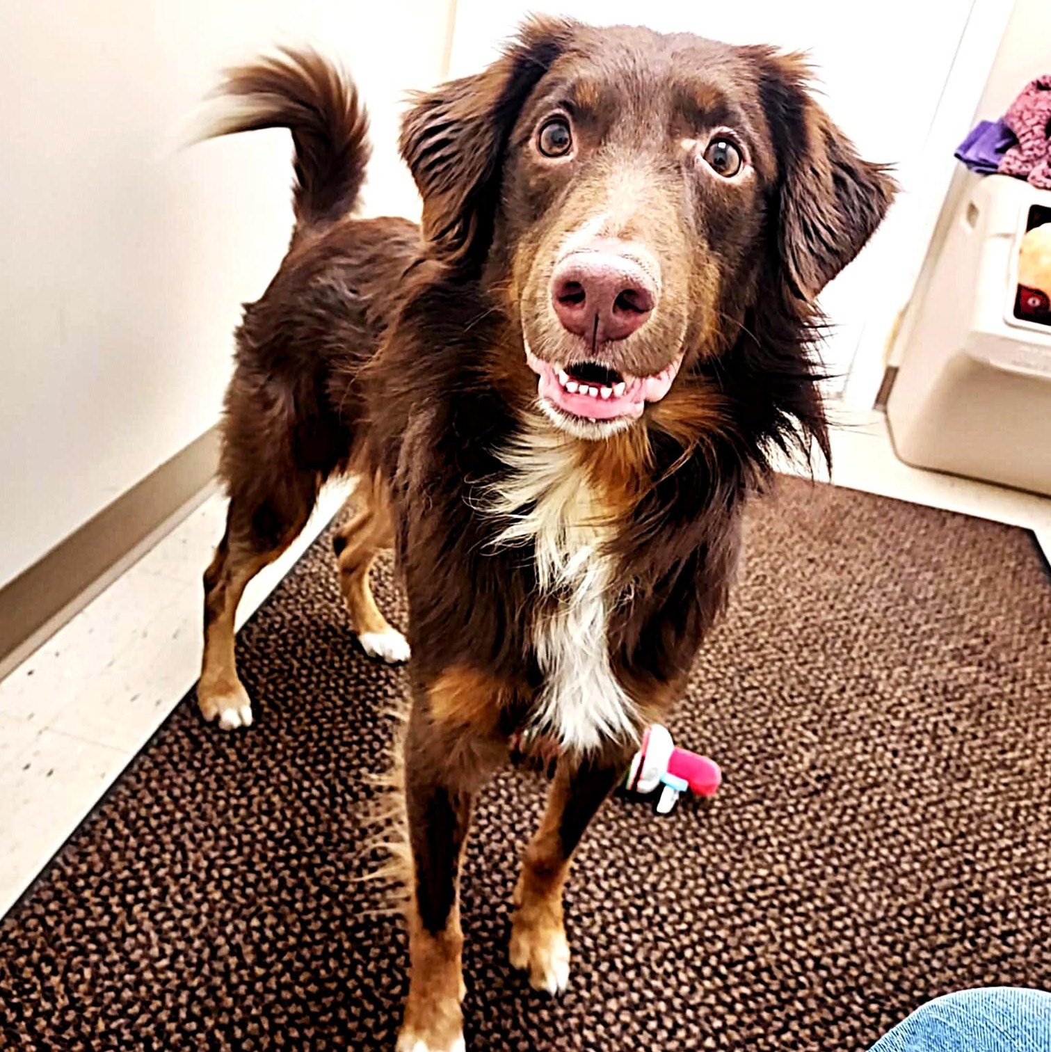 Enlarge Chester, a Adoptable mixed breed in Falls Creek, PA image 3/6