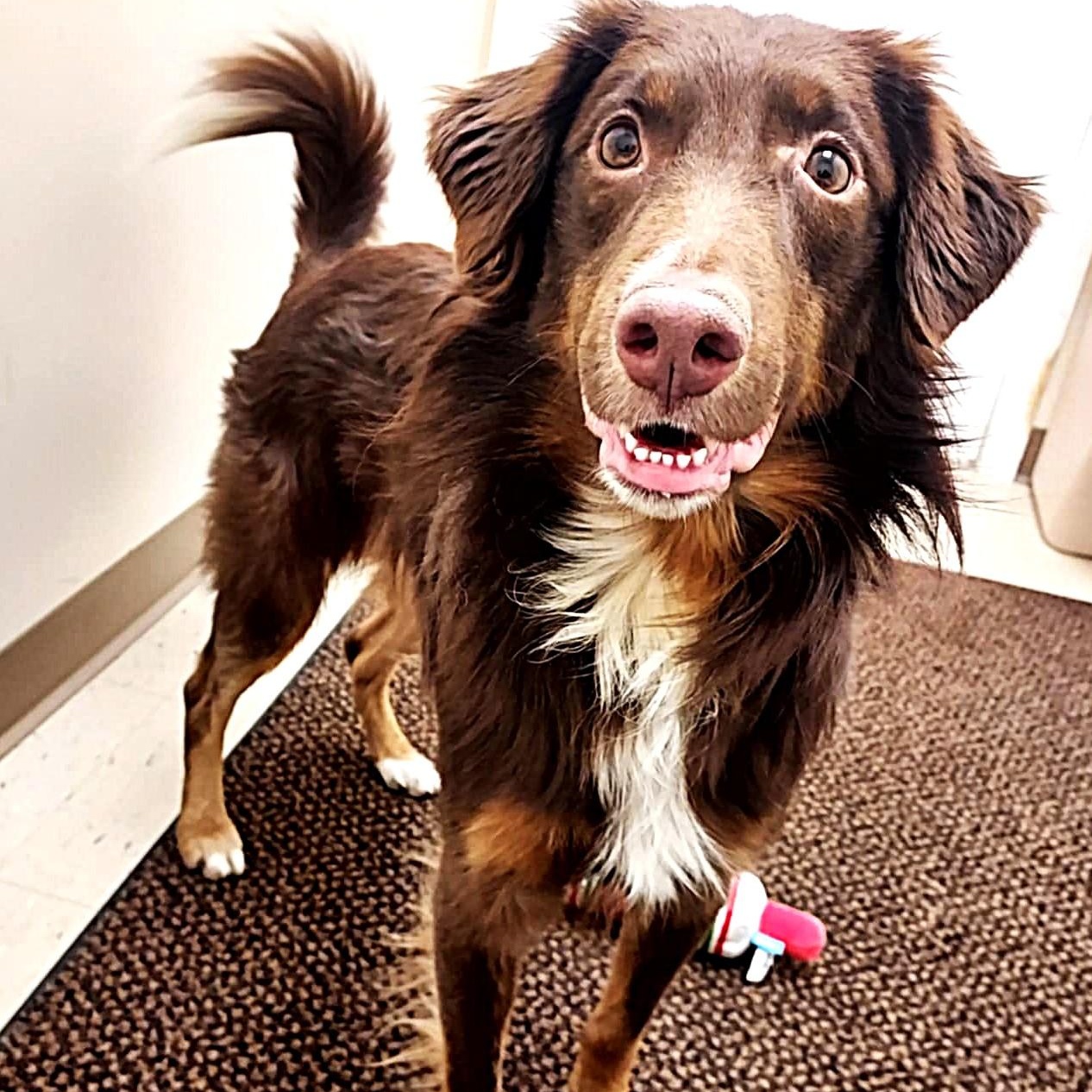 Enlarge Chester, a Adoptable mixed breed in Falls Creek, PA image 4/6