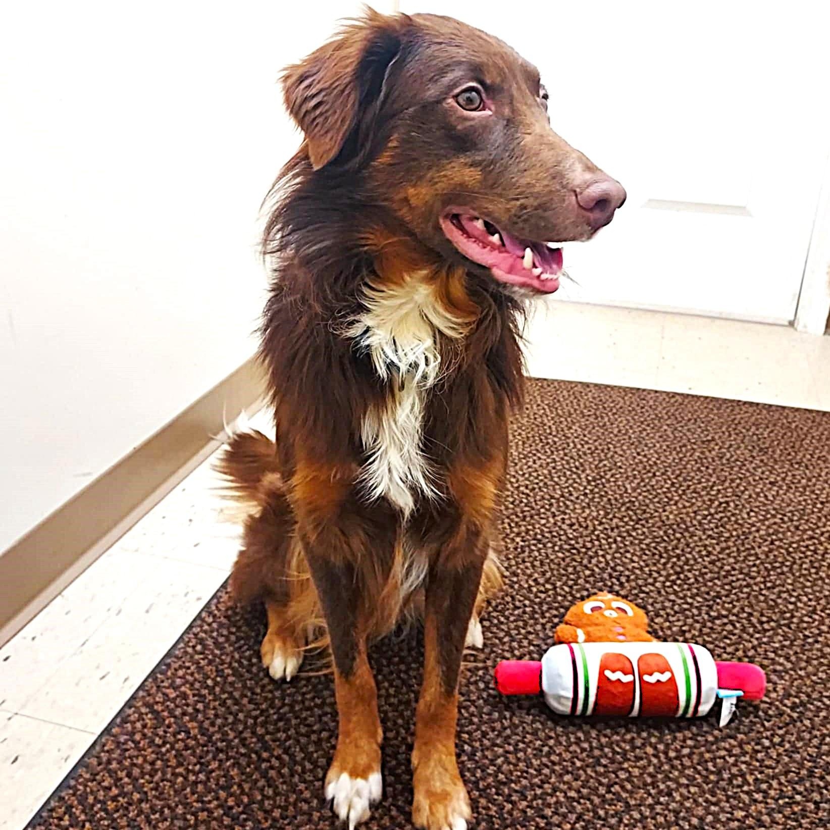 Enlarge Chester, a Adoptable mixed breed in Falls Creek, PA image 5/6