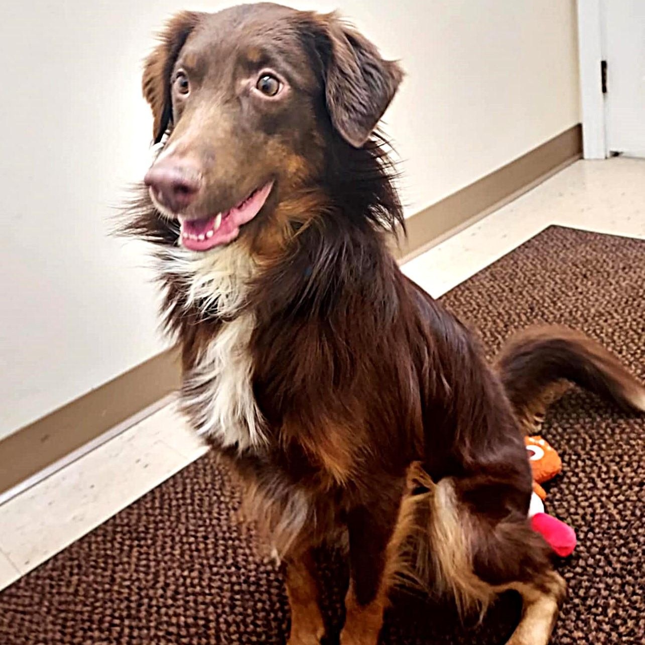 Enlarge Chester, a Adoptable mixed breed in Falls Creek, PA image 6/6