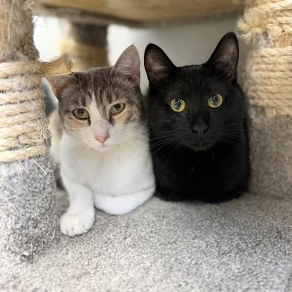 Cherry, Adoptable, Adult Female Domestic Short Hair.
