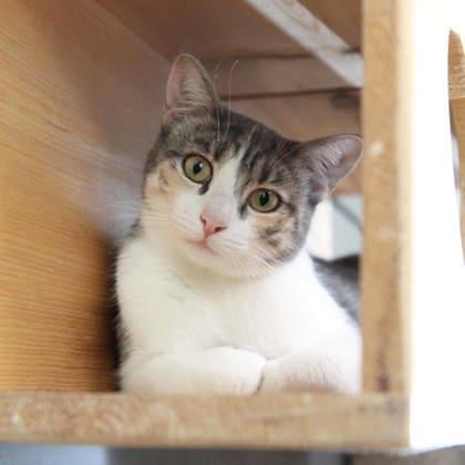 Cherry, Adoptable, Adult Female Domestic Short Hair.