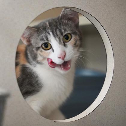 Enlarge Cherry, a Adoptable mixed breed in Atlanta, GA image 1/1