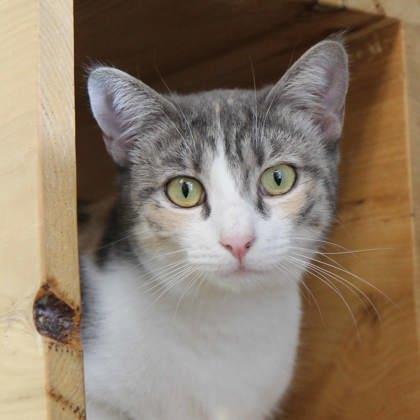 Cherry, a Adoptable mixed breed in Atlanta, GA image 2/3