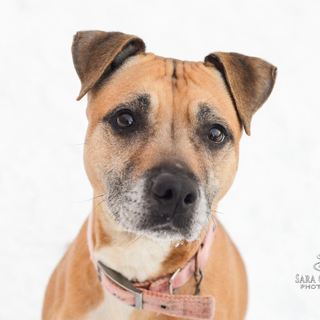 Mari, Adoptable, Senior Female American Staffordshire Terrier.