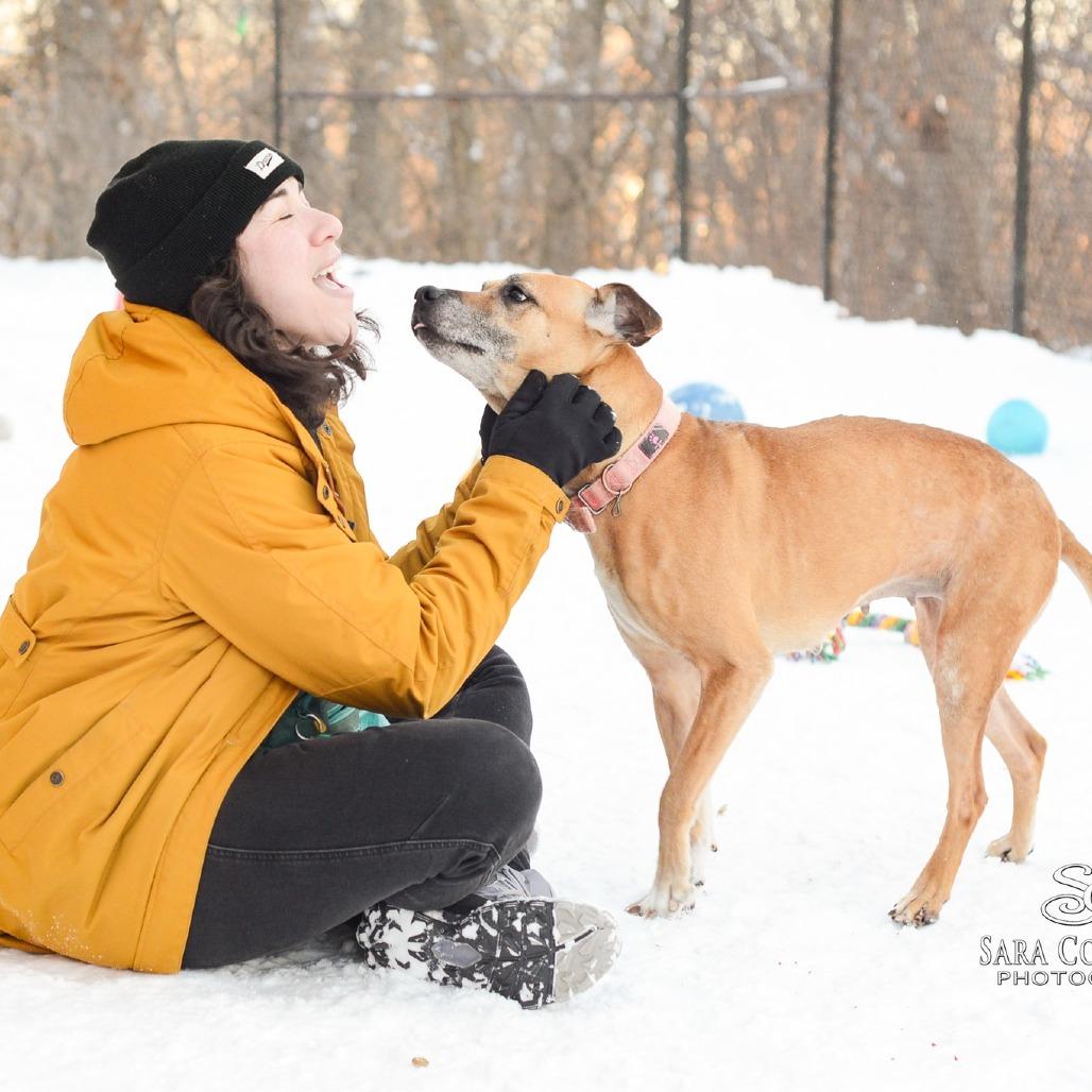 Enlarge Mari, a Adoptable American Staffordshire Terrier in Grand Rapids, MI image 2/3