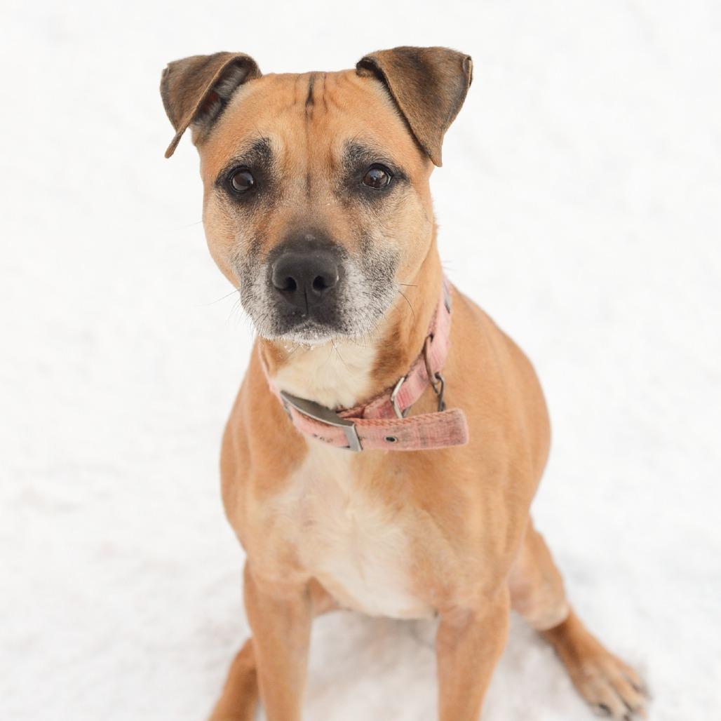 Enlarge Mari, a Adoptable American Staffordshire Terrier in Grand Rapids, MI image 3/3