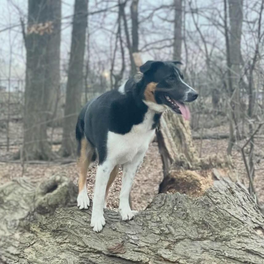 Enlarge Enzo, an adoptable mixed breed in Attica, MI image 2/6
