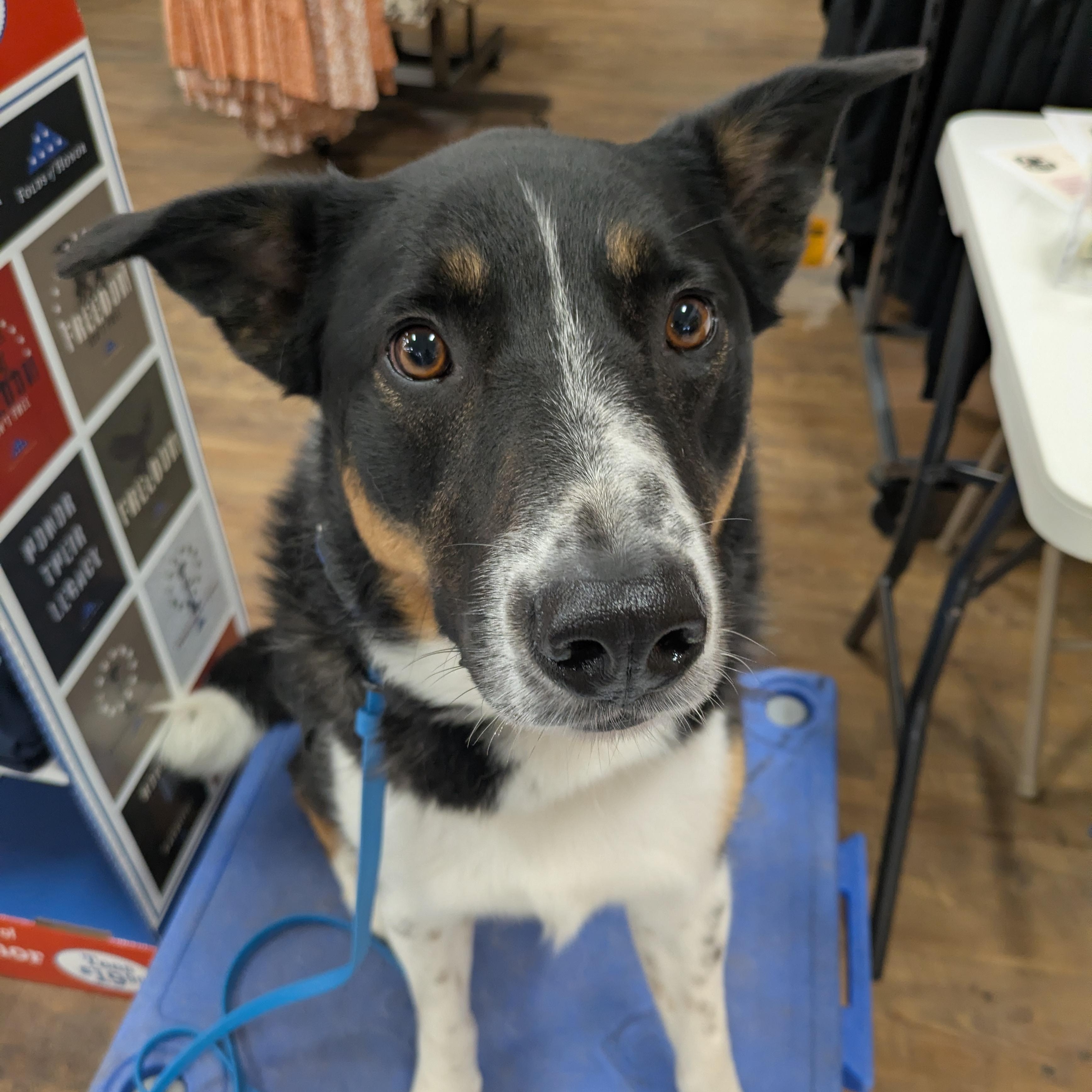 Enzo, adoptable, Adult Male Shepherd & Australian Shepherd.