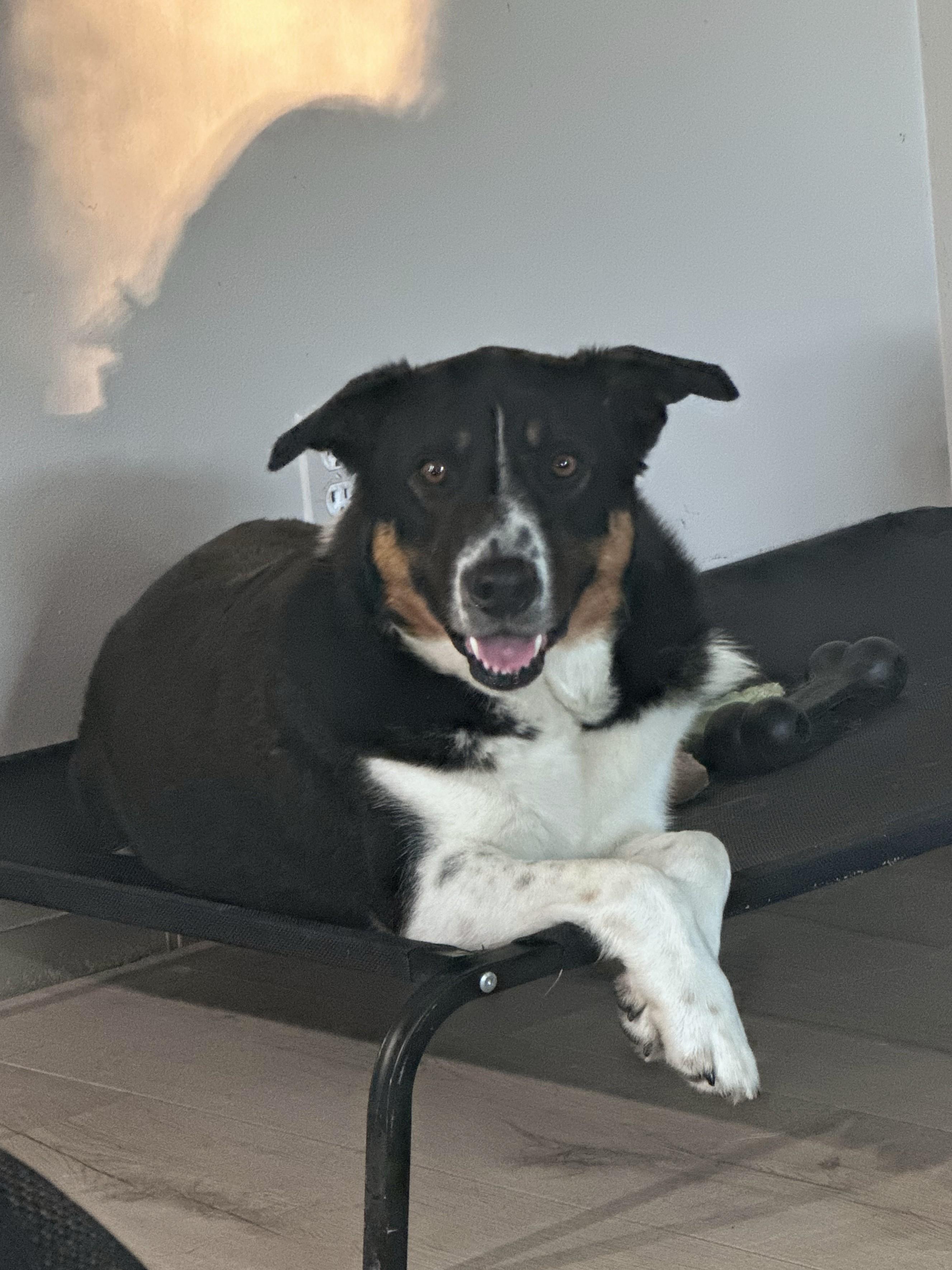 Enlarge Enzo, an adoptable mixed breed in Attica, MI image 6/6