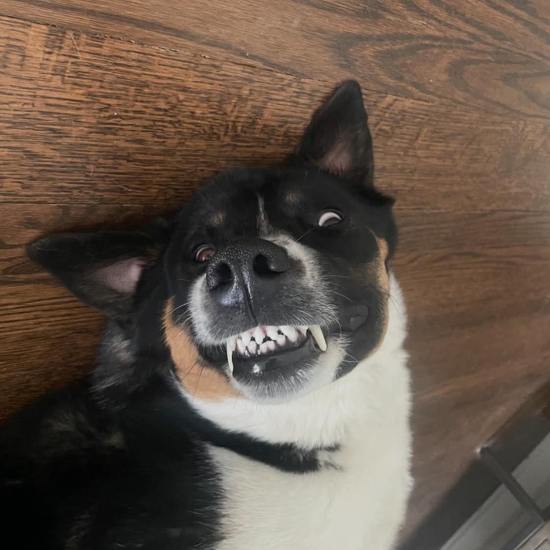 Enlarge Enzo, an adoptable mixed breed in Attica, MI image 5/6