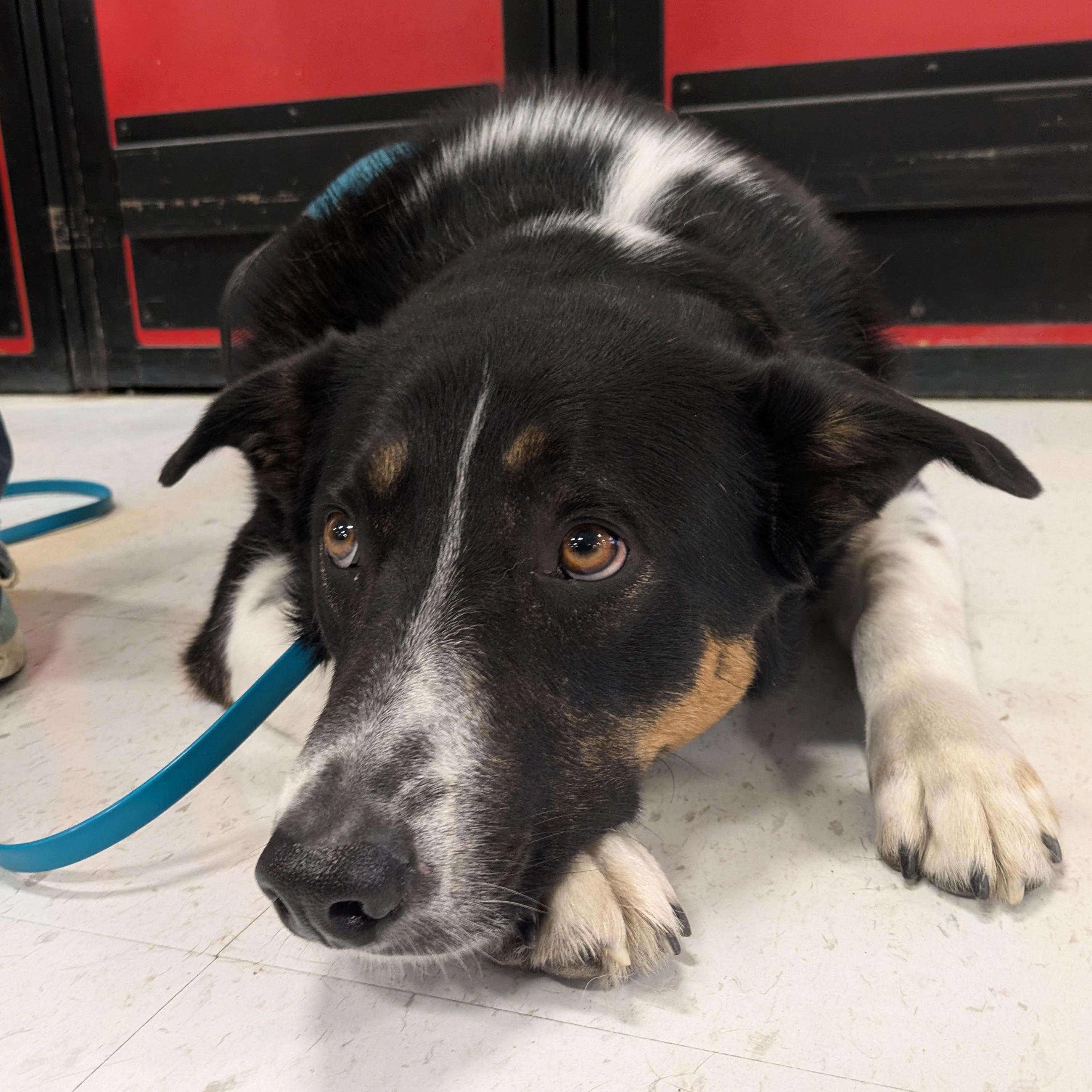 Enzo, adoptable, Adult Male Australian Shepherd & Labrador Retriever.
