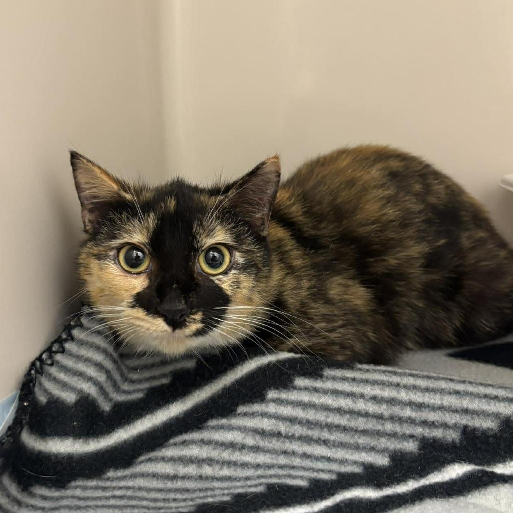 Salad, Adoptable, Young Female Domestic Short Hair.