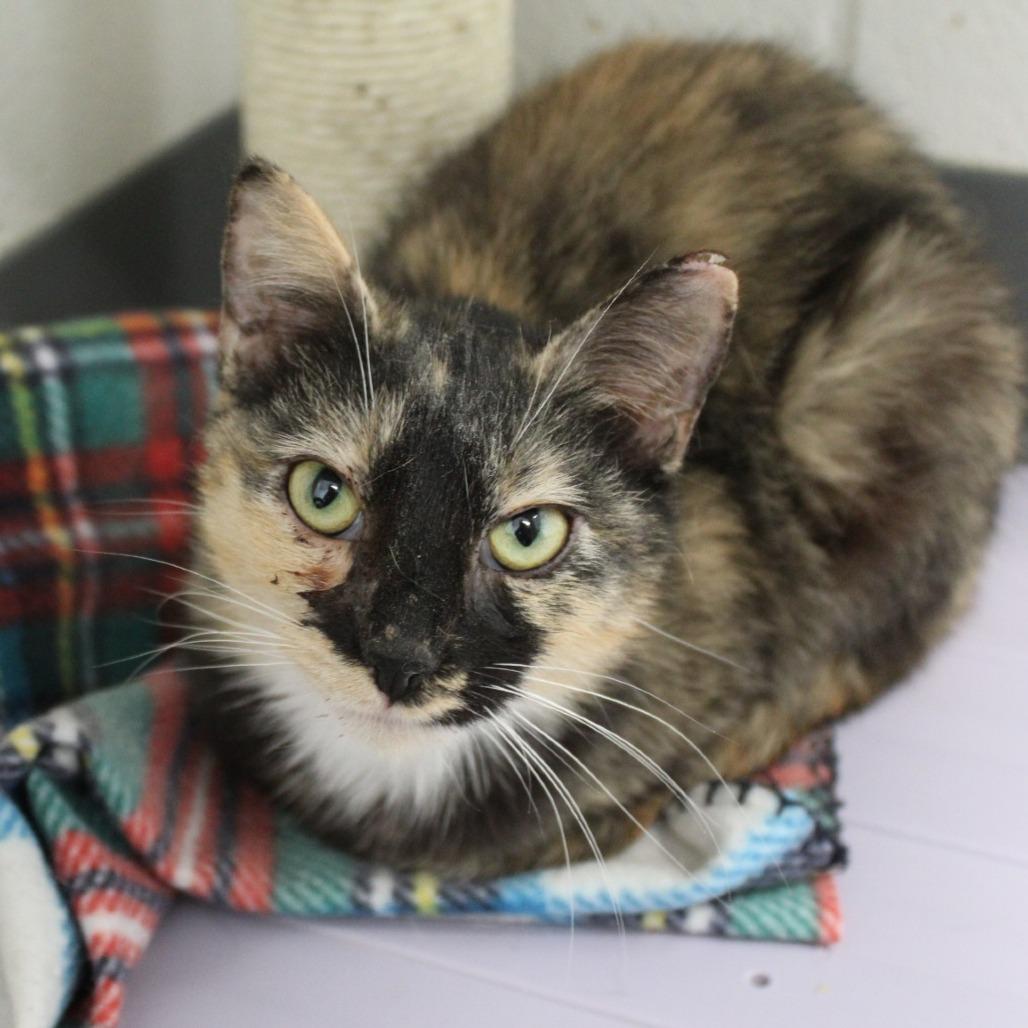 Salad, a Adoptable Domestic Short Hair in Rocky Mount, VA image 2/2