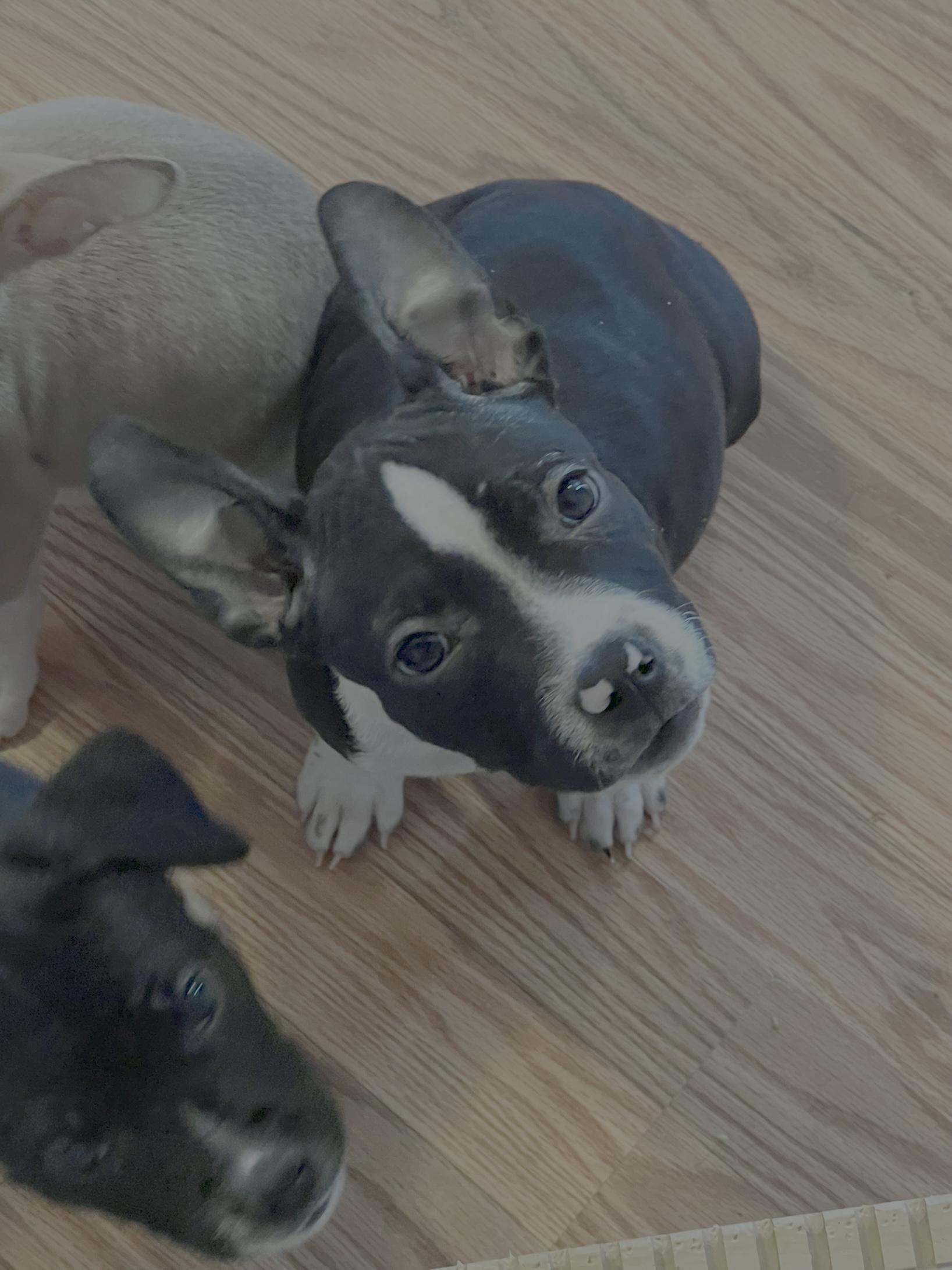 Pauli, ADOPTABLE, Puppy Male American Staffordshire Terrier.