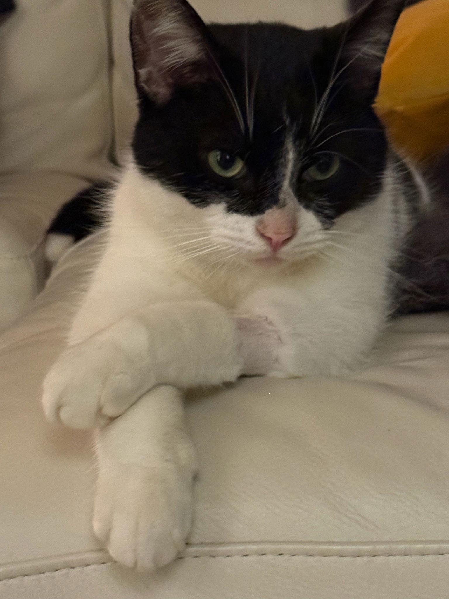 Enlarge Goggles, a Adoptable mixed breed in Palo Alto, CA image 2/3