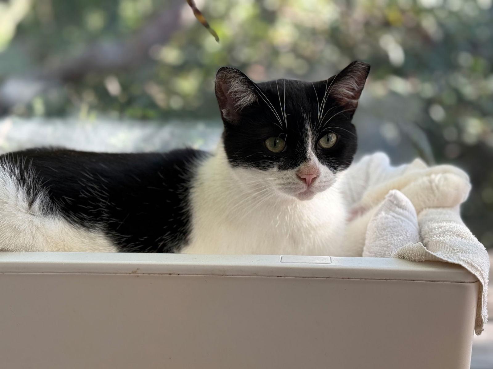 Enlarge Goggles, a Adoptable mixed breed in Palo Alto, CA image 3/3
