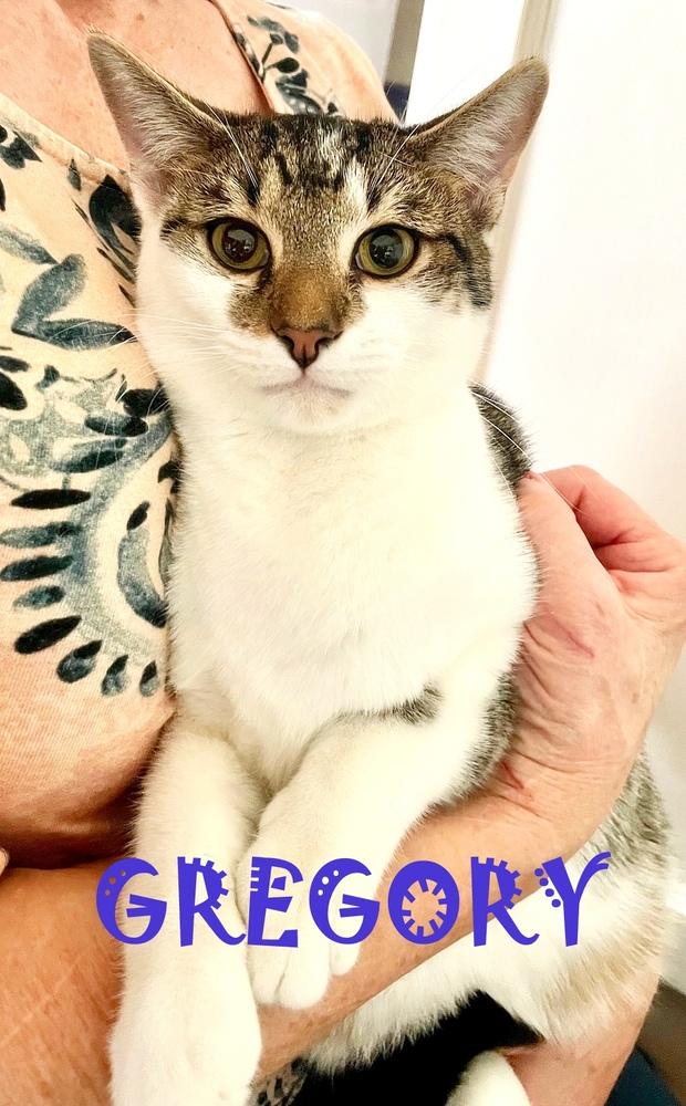 Gregory, Adoptable, Adult Male Tabby.