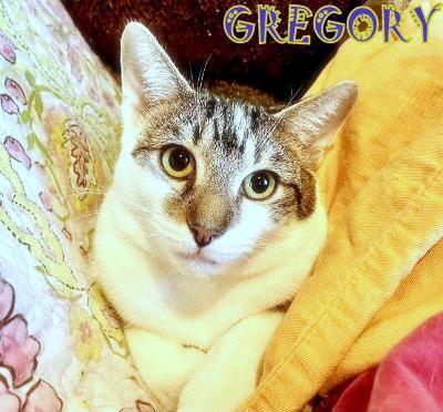 Enlarge Gregory, a Adoptable mixed breed in Mooresville, NC image 3/6